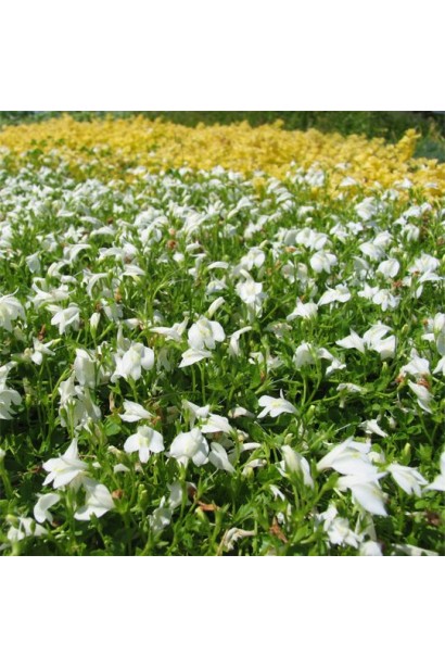 Мазус повзучий Albus у період цвітіння білими квітами